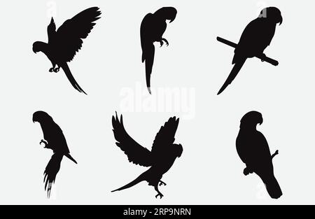 Exquisite Parrot Silhouette Set, anmutige Vogelformen in verschiedenen Posen und Größen, ideal für Kunst-, Design- und Dekorprojekte Stock Vektor