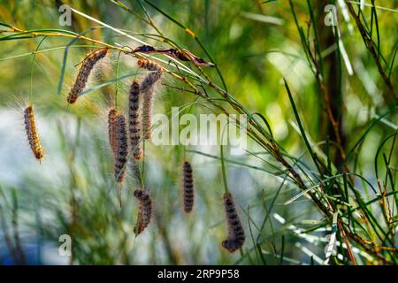 Gruppe haariger Raupen, die am Baumzweig hängen. Stanthorpe Queensland Australien Stockfoto