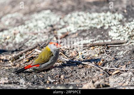 Rotbrauenfink (Neochmia temporalis) ernährt sich auf dem Boden. Stanthorpe, Queensland, Australien Stockfoto