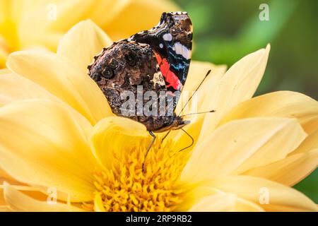 Indischer roter Admiral-Schmetterling sammelt Nektar auf einer gelben Blumennaht. Vanessa vulcania Stockfoto