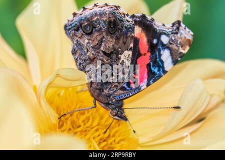 Indischer roter Admiral-Schmetterling sammelt Nektar auf einer gelben Blumennaht. Vanessa vulcania Stockfoto