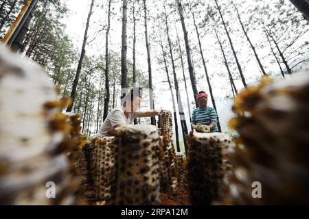 (190421) -- JIANHE, 21. April 2019 (Xinhua) -- Bauern pflücken Holzohr-Pilze an einer essbaren Pilzbasis in der Gemeinde Censong im Jianhe County, Qiandongnan Miao und Dong Autonome Präfektur, Provinz Guizhou im Südwesten Chinas, 21. April 2019. Die Behörden des Jianhe County haben die Nutzung der ungenutzten Flächen in seinen Wäldern für den Anbau von Speisepilzen gefördert. Die Politik schafft es, das Einkommen der Anwohner zu steigern, ohne das Wachstum der Waldflora zu behindern. (Xinhua/Yang Wenbin) CHINA-GUIZHOU-JIANHE-AGRICULTURE-EEDIBLE FUNGI (CN) PUBLICATIONxNOTxINxCHN Stockfoto