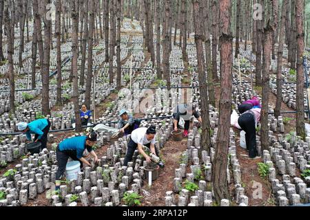 (190421) -- JIANHE, 21. April 2019 (Xinhua) -- Bauern pflücken Holzohr-Pilze an einer essbaren Pilzbasis in der Gemeinde Censong im Jianhe County, Qiandongnan Miao und Dong Autonome Präfektur, Provinz Guizhou im Südwesten Chinas, 21. April 2019. Die Behörden des Jianhe County haben die Nutzung der ungenutzten Flächen in seinen Wäldern für den Anbau von Speisepilzen gefördert. Die Politik schafft es, das Einkommen der Anwohner zu steigern, ohne das Wachstum der Waldflora zu behindern. (Xinhua/Yang Wenbin) CHINA-GUIZHOU-JIANHE-AGRICULTURE-EEDIBLE FUNGI (CN) PUBLICATIONxNOTxINxCHN Stockfoto