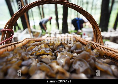 (190421) -- JIANHE, 21. April 2019 (Xinhua) -- Bauern pflücken Holzohr-Pilze an einer essbaren Pilzbasis in der Gemeinde Censong im Jianhe County, Qiandongnan Miao und Dong Autonome Präfektur, Provinz Guizhou im Südwesten Chinas, 21. April 2019. Die Behörden des Jianhe County haben die Nutzung der ungenutzten Flächen in seinen Wäldern für den Anbau von Speisepilzen gefördert. Die Politik schafft es, das Einkommen der Anwohner zu steigern, ohne das Wachstum der Waldflora zu behindern. (Xinhua/Yang Wenbin) CHINA-GUIZHOU-JIANHE-AGRICULTURE-EEDIBLE FUNGI (CN) PUBLICATIONxNOTxINxCHN Stockfoto