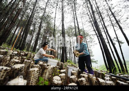 (190421) -- JIANHE, 21. April 2019 (Xinhua) -- Bauern pflücken Holzohr-Pilze an einer essbaren Pilzbasis in der Gemeinde Censong im Jianhe County, Qiandongnan Miao und Dong Autonome Präfektur, Provinz Guizhou im Südwesten Chinas, 21. April 2019. Die Behörden des Jianhe County haben die Nutzung der ungenutzten Flächen in seinen Wäldern für den Anbau von Speisepilzen gefördert. Die Politik schafft es, das Einkommen der Anwohner zu steigern, ohne das Wachstum der Waldflora zu behindern. (Xinhua/Yang Wenbin) CHINA-GUIZHOU-JIANHE-AGRICULTURE-EEDIBLE FUNGI (CN) PUBLICATIONxNOTxINxCHN Stockfoto