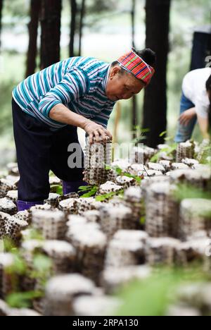 (190421) -- JIANHE, 21. April 2019 (Xinhua) -- Ein Bauer erntet Gehörpilze in einer essbaren Pilzpflanzbasis in der Gemeinde Censong im Jianhe County, Qiandongnan Miao und der autonomen Präfektur Dong, Provinz Guizhou im Südwesten Chinas, 21. April 2019. Die Behörden des Jianhe County haben die Nutzung der ungenutzten Flächen in seinen Wäldern für den Anbau von Speisepilzen gefördert. Die Politik schafft es, das Einkommen der Anwohner zu steigern, ohne das Wachstum der Waldflora zu behindern. (Xinhua/Yang Wenbin) CHINA-GUIZHOU-JIANHE-AGRICULTURE-EEDIBLE FUNGI (CN) PUBLICATIONxNOTxINxCHN Stockfoto