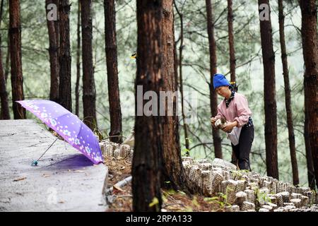 (190421) -- JIANHE, 21. April 2019 (Xinhua) -- Ein Bauer erntet Gehörpilze in einer essbaren Pilzpflanzbasis in der Gemeinde Censong im Jianhe County, Qiandongnan Miao und der autonomen Präfektur Dong, Provinz Guizhou im Südwesten Chinas, 21. April 2019. Die Behörden des Jianhe County haben die Nutzung der ungenutzten Flächen in seinen Wäldern für den Anbau von Speisepilzen gefördert. Die Politik schafft es, das Einkommen der Anwohner zu steigern, ohne das Wachstum der Waldflora zu behindern. (Xinhua/Yang Wenbin) CHINA-GUIZHOU-JIANHE-AGRICULTURE-EEDIBLE FUNGI (CN) PUBLICATIONxNOTxINxCHN Stockfoto