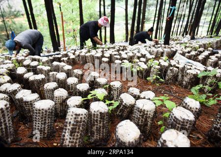 (190421) -- JIANHE, 21. April 2019 (Xinhua) -- Bauern pflücken Holzohr-Pilze an einer essbaren Pilzbasis in der Gemeinde Censong im Jianhe County, Qiandongnan Miao und Dong Autonome Präfektur, Provinz Guizhou im Südwesten Chinas, 21. April 2019. Die Behörden des Jianhe County haben die Nutzung der ungenutzten Flächen in seinen Wäldern für den Anbau von Speisepilzen gefördert. Die Politik schafft es, das Einkommen der Anwohner zu steigern, ohne das Wachstum der Waldflora zu behindern. (Xinhua/Yang Wenbin) CHINA-GUIZHOU-JIANHE-AGRICULTURE-EEDIBLE FUNGI (CN) PUBLICATIONxNOTxINxCHN Stockfoto