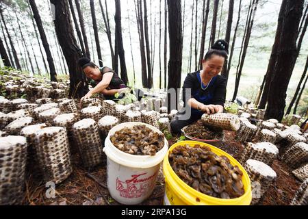 (190421) -- JIANHE, 21. April 2019 (Xinhua) -- Bauern pflücken Holzohr-Pilze an einer essbaren Pilzbasis in der Gemeinde Censong im Jianhe County, Qiandongnan Miao und Dong Autonome Präfektur, Provinz Guizhou im Südwesten Chinas, 21. April 2019. Die Behörden des Jianhe County haben die Nutzung der ungenutzten Flächen in seinen Wäldern für den Anbau von Speisepilzen gefördert. Die Politik schafft es, das Einkommen der Anwohner zu steigern, ohne das Wachstum der Waldflora zu behindern. (Xinhua/Yang Wenbin) CHINA-GUIZHOU-JIANHE-AGRICULTURE-EEDIBLE FUNGI (CN) PUBLICATIONxNOTxINxCHN Stockfoto