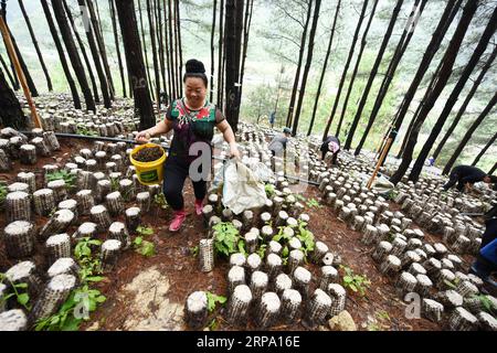 (190421) -- JIANHE, 21. April 2019 (Xinhua) -- Bauern pflücken Holzohr-Pilze an einer essbaren Pilzbasis in der Gemeinde Censong im Jianhe County, Qiandongnan Miao und Dong Autonome Präfektur, Provinz Guizhou im Südwesten Chinas, 21. April 2019. Die Behörden des Jianhe County haben die Nutzung der ungenutzten Flächen in seinen Wäldern für den Anbau von Speisepilzen gefördert. Die Politik schafft es, das Einkommen der Anwohner zu steigern, ohne das Wachstum der Waldflora zu behindern. (Xinhua/Yang Wenbin) CHINA-GUIZHOU-JIANHE-AGRICULTURE-EEDIBLE FUNGI (CN) PUBLICATIONxNOTxINxCHN Stockfoto