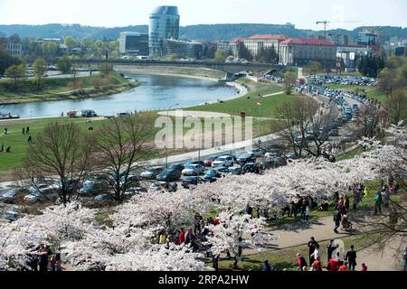 (190423) -- VILNIUS, 23. April 2019 (Xinhua) -- Menschen genießen ihre Zeit in einem Park mit Kirschblüten in Vilnius, Litauen, 22. April 2019. In Vilnius blühen heutzutage Kirschblüten. (Xinhua/Alfredas Pliadis) LITAUEN-VILNIUS-KIRSCHBLÜTEN PUBLICATIONxNOTxINxCHN Stockfoto