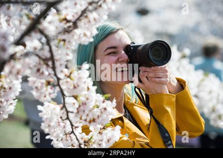 (190423) -- VILNIUS, 23. April 2019 (Xinhua) -- Eine Frau macht Fotos in einem Park mit Kirschblüten in Vilnius, Litauen, 22. April 2019. In Vilnius blühen heutzutage Kirschblüten. (Xinhua/Alfredas Pliadis) LITAUEN-VILNIUS-KIRSCHBLÜTEN PUBLICATIONxNOTxINxCHN Stockfoto