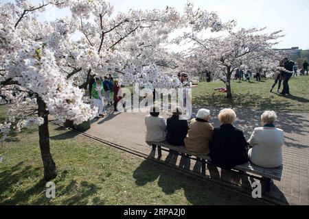 (190423) -- VILNIUS, 23. April 2019 (Xinhua) -- Menschen genießen ihre Zeit in einem Park mit Kirschblüten in Vilnius, Litauen, 22. April 2019. In Vilnius blühen heutzutage Kirschblüten. (Xinhua/Alfredas Pliadis) LITAUEN-VILNIUS-KIRSCHBLÜTEN PUBLICATIONxNOTxINxCHN Stockfoto