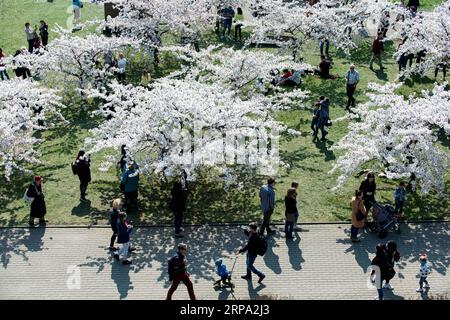 (190423) -- VILNIUS, 23. April 2019 (Xinhua) -- Menschen genießen ihre Zeit in einem Park mit Kirschblüten in Vilnius, Litauen, 22. April 2019. In Vilnius blühen heutzutage Kirschblüten. (Xinhua/Alfredas Pliadis) LITAUEN-VILNIUS-KIRSCHBLÜTEN PUBLICATIONxNOTxINxCHN Stockfoto