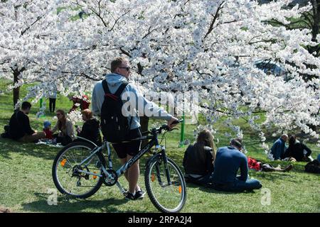 (190423) -- VILNIUS, 23. April 2019 (Xinhua) -- Menschen genießen ihre Zeit in einem Park mit Kirschblüten in Vilnius, Litauen, 22. April 2019. In Vilnius blühen heutzutage Kirschblüten. (Xinhua/Alfredas Pliadis) LITAUEN-VILNIUS-KIRSCHBLÜTEN PUBLICATIONxNOTxINxCHN Stockfoto