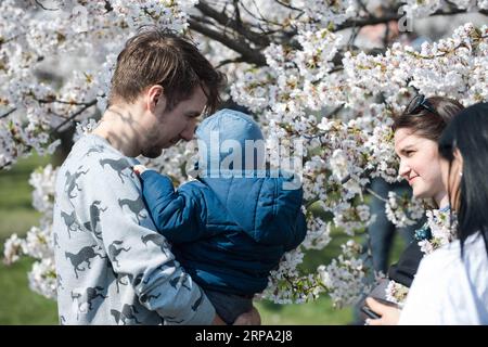 (190423) -- VILNIUS, 23. April 2019 (Xinhua) -- Menschen genießen ihre Zeit in einem Park mit Kirschblüten in Vilnius, Litauen, 22. April 2019. In Vilnius blühen heutzutage Kirschblüten. (Xinhua/Alfredas Pliadis) LITAUEN-VILNIUS-KIRSCHBLÜTEN PUBLICATIONxNOTxINxCHN Stockfoto