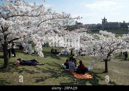 (190423) -- VILNIUS, 23. April 2019 (Xinhua) -- Menschen genießen ihre Zeit in einem Park mit Kirschblüten in Vilnius, Litauen, 22. April 2019. In Vilnius blühen heutzutage Kirschblüten. (Xinhua/Alfredas Pliadis) LITAUEN-VILNIUS-KIRSCHBLÜTEN PUBLICATIONxNOTxINxCHN Stockfoto