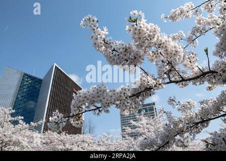 (190423) -- VILNIUS, 23. April 2019 (Xinhua) -- Kirschblüten werden in einem Park in Vilnius, Litauen, am 22. April 2019 gesehen. In Vilnius blühen heutzutage Kirschblüten. (Xinhua/Alfredas Pliadis) LITAUEN-VILNIUS-KIRSCHBLÜTEN PUBLICATIONxNOTxINxCHN Stockfoto