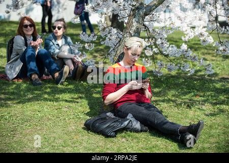 (190423) -- VILNIUS, 23. April 2019 (Xinhua) -- Menschen genießen ihre Zeit in einem Park mit Kirschblüten in Vilnius, Litauen, 22. April 2019. In Vilnius blühen heutzutage Kirschblüten. (Xinhua/Alfredas Pliadis) LITAUEN-VILNIUS-KIRSCHBLÜTEN PUBLICATIONxNOTxINxCHN Stockfoto