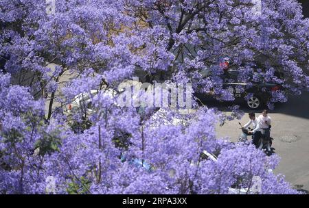 (190424) -- KUNMING, 24. April 2019 (Xinhua) -- Foto aufgenommen am 24. April 2019 zeigt Jacaranda-Blüte in Kunming, Südwestchinas Provinz Yunnan. Jacaranda hier hat in letzter Zeit die Blütezeit begonnen. (Xinhua/Qin Qing) CHINA-YUNNAN-JACARANDA-BLOSSOMS (CN) PUBLICATIONxNOTxINxCHN Stockfoto