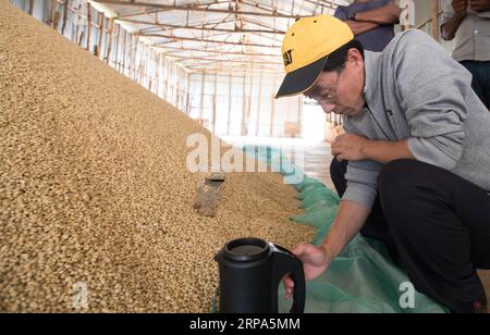 (190426) -- PEKING, 26. April 2019 (Xinhua) -- Li Lin, ein Kaffeehandel, der vor drei Jahren nach Äthiopien kam, überprüft Kaffeebohnen in einem Lager einer Kaffeefarm in der Nähe von Kaffa, Äthiopien, 8. Dezember 2018. Der Kaffeekonsum in China wächst in den letzten Jahren schnell. Da China immer offener wird, tritt guter Kaffee auf der ganzen Welt in den chinesischen Markt ein und bietet den Verbrauchern mehr Auswahl. Von Kambodscha über Äthiopien bis Georgien sind Wirtschafts- und Industriegebiete zu einer immer wichtigeren Dimension der internationalen Zusammenarbeit im Rahmen der Belt and Road Initiative (BRI) geworden. S Stockfoto