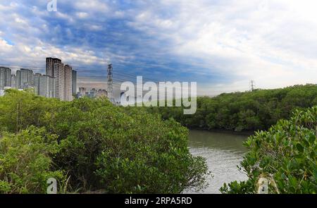 (190426) -- TAIPEI, 26. April 2019 (Xinhua) -- Foto aufgenommen am 25. April 2019 zeigt die Landschaft des Mangrovenwaldes am Tamsui-Fluss im Südosten Chinas Taiwan. (Xinhua/Zhang Guojun) CHINA-TAMSUI RIVER-LANDSCHAFT (CN) PUBLICATIONxNOTxINxCHN Stockfoto