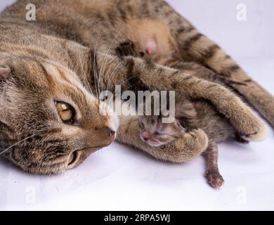 Zwei Hauskatzen liegen entspannt nebeneinander auf dem Boden und genießen die Gesellschaft Stockfoto