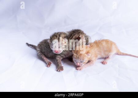 Ein entzückendes Paar Baby-Kätzchen, die übereinander sitzen und sich liebevoll umarmen Stockfoto