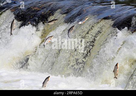 (190426) -- KULDIGA (LETTLAND), 26. April 2019 -- Fische springen stromaufwärts am Venta Rapid, einem breiten Wasserfall am Venta River in Kuldiga, Lettland, 26. April 2019. Jedes Frühjahr wird eine ungewöhnliche Landschaft von fliegenden Fischen über dem Wasserfall hier auf dem Venta River gesehen. Die Fische müssen die über 240 Meter breite Schnellströmung überqueren, um den Bach zu züchten. Um diese Herausforderung zu meistern, springen sie immer wieder in die Luft, bis sie endlich ihren Weg flussaufwärts fortsetzen können. ) LETTLAND-KULDIGA-VENTA-SCHNELLFLIEGER JANISXLAIZANS PUBLICATIONXNOTXINXCHN Stockfoto