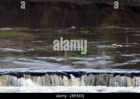 (190426) -- KULDIGA (LETTLAND), 26. April 2019 -- Foto aufgenommen am 26. April 2019 zeigt den Venta Rapid, einen breiten Wasserfall am Venta-Fluss in Kuldiga, Lettland. Jedes Frühjahr wird eine ungewöhnliche Landschaft von fliegenden Fischen über dem Wasserfall hier auf dem Venta River gesehen. Die Fische müssen die über 240 Meter breite Schnellströmung überqueren, um den Bach zu züchten. Um diese Herausforderung zu meistern, springen sie immer wieder in die Luft, bis sie endlich ihren Weg flussaufwärts fortsetzen können. ) LETTLAND-KULDIGA-VENTA-SCHNELLFLIEGER JANISXLAIZANS PUBLICATIONXNOTXINXCHN Stockfoto