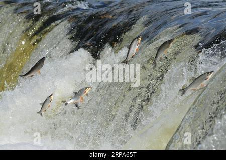 (190426) -- KULDIGA (LETTLAND), 26. April 2019 -- Fische springen stromaufwärts am Venta Rapid, einem breiten Wasserfall am Venta River in Kuldiga, Lettland, 26. April 2019. Jedes Frühjahr wird eine ungewöhnliche Landschaft von fliegenden Fischen über dem Wasserfall hier auf dem Venta River gesehen. Die Fische müssen die über 240 Meter breite Schnellströmung überqueren, um den Bach zu züchten. Um diese Herausforderung zu meistern, springen sie immer wieder in die Luft, bis sie endlich ihren Weg flussaufwärts fortsetzen können. ) LETTLAND-KULDIGA-VENTA-SCHNELLFLIEGER JANISXLAIZANS PUBLICATIONXNOTXINXCHN Stockfoto