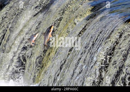 (190426) -- KULDIGA (LETTLAND), 26. April 2019 -- Fische springen stromaufwärts am Venta Rapid, einem breiten Wasserfall am Venta River in Kuldiga, Lettland, 26. April 2019. Jedes Frühjahr wird eine ungewöhnliche Landschaft von fliegenden Fischen über dem Wasserfall hier auf dem Venta River gesehen. Die Fische müssen die über 240 Meter breite Schnellströmung überqueren, um den Bach zu züchten. Um diese Herausforderung zu meistern, springen sie immer wieder in die Luft, bis sie endlich ihren Weg flussaufwärts fortsetzen können. ) LETTLAND-KULDIGA-VENTA-SCHNELLFLIEGER JANISXLAIZANS PUBLICATIONXNOTXINXCHN Stockfoto