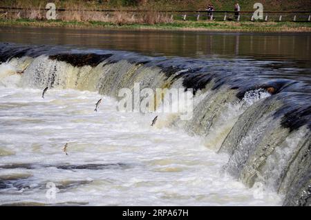 (190426) -- KULDIGA (LETTLAND), 26. April 2019 -- Fische springen stromaufwärts am Venta Rapid, einem breiten Wasserfall am Venta River in Kuldiga, Lettland, 26. April 2019. Jedes Frühjahr wird eine ungewöhnliche Landschaft von fliegenden Fischen über dem Wasserfall hier auf dem Venta River gesehen. Die Fische müssen die über 240 Meter breite Schnellströmung überqueren, um den Bach zu züchten. Um diese Herausforderung zu meistern, springen sie immer wieder in die Luft, bis sie endlich ihren Weg flussaufwärts fortsetzen können. ) LETTLAND-KULDIGA-VENTA-SCHNELLFLIEGER JANISXLAIZANS PUBLICATIONXNOTXINXCHN Stockfoto