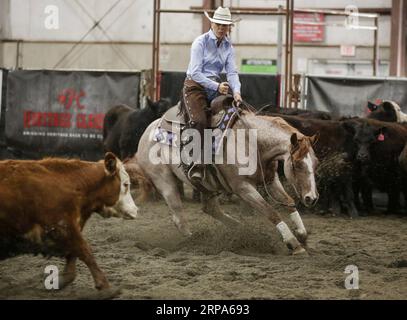 (190427) -- CHILLIWACK, 27. April 2019 -- Ein Fahrer tritt beim Heritage Cutting Classic Wettbewerb im Heritage Park in Chilliwack, Kanada, am 26. April 2019 an. Der dreitägige Wettbewerb sollte Hunderte von Cowboys und Cowgirls anziehen. Beim Schneiden handelt es sich um einen Pferderennwettbewerb im westlichen Stil, bei dem Reiter eine einzelne Kuh aus einer großen Rinderherde herausschneiden und verhindern müssen, dass sie wieder in die Herde einsteigt. Jeder Fahrer hat 2,5 Minuten Zeit, um den Richtern seine Fähigkeiten zu demonstrieren. ) (SP)CANADA-CHILLIWACK-CUTTING HORSE COMPETITION LIANGXSEN PUBLICATIONXNOTXINXCHN Stockfoto