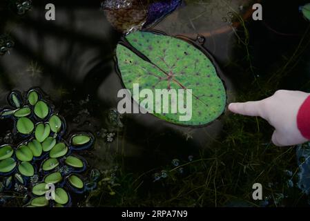 (190428) -- ZAGREB, 28. April 2019 (Xinhua) -- Foto aufgenommen am 24. April 2019 zeigt Wasserpflanzen im Botanischen Garten in der Innenstadt von Zagreb, der Hauptstadt Kroatiens. Der 1889 gegründete Botanische Garten in Zagreb mit einer Gesamtfläche von etwa fünf Hektar ist kostenlos für die Öffentlichkeit zugänglich und empfängt mehr als 100.000 Besuche pro Jahr. (Xinhua/Gao Lei) KROATIEN-ZAGREB-BOTANISCHER GARTEN PUBLICATIONxNOTxINxCHN Stockfoto