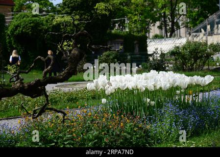 (190428) -- ZAGREB, 28. April 2019 (Xinhua) -- Foto aufgenommen am 24. April 2019 zeigt Pflanzen im Botanischen Garten in der Innenstadt von Zagreb, der Hauptstadt Kroatiens. Der 1889 gegründete Botanische Garten in Zagreb mit einer Gesamtfläche von etwa fünf Hektar ist kostenlos für die Öffentlichkeit zugänglich und empfängt mehr als 100.000 Besuche pro Jahr. (Xinhua/Gao Lei) KROATIEN-ZAGREB-BOTANISCHER GARTEN PUBLICATIONxNOTxINxCHN Stockfoto
