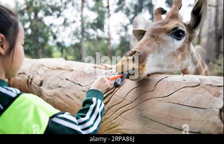 (190429) -- PEKING, 29. April 2019 (Xinhua) -- Ein Kind füttert eine Giraffe im Yunnan Wild Animal Park in Kunming, südwestchinesische Provinz Yunnan, 28. April 2019. (Xinhua/He Chunhao) XINHUA FOTOS DES TAGES PUBLICATIONxNOTxINxCHN Stockfoto