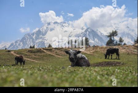 (190429) -- PEKING, 29. April 2019 -- Ein Yak liegt in Gyironggou im Gyirong County der Stadt Xigaze, südwestchinesische Autonome Region Tibet, 28. April 2019. ) XINHUA FOTOS DES TAGES JigmexDorje PUBLICATIONxNOTxINxCHN Stockfoto