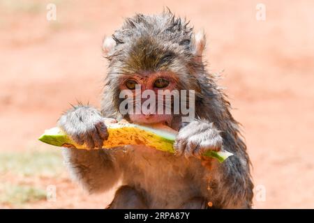 (190429) -- PEKING, 29. April 2019 (Xinhua) -- Ein Makaken isst Wassermelone im Hainan Tropical Wildlife Park und Botanical Garden in Haikou, südchinesische Provinz Hainan, 28. April 2019. (Xinhua/Yang Guanyu) XINHUA FOTOS DES TAGES PUBLICATIONxNOTxINxCHN Stockfoto