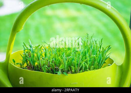 Langblütige Matthiola in einem hausgemachten Gartentopf aus einer Gießkanne aus Kunststoff keimt. Levkoy-Zierartikel wachsen aus der Nähe auf einem unscharfen Hintergrund Stockfoto