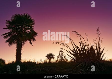 Neuseeländische einheimische Flora bei Sonnenuntergang. Flachsblüten und ein Kohlbaum im Vordergrund. Stockfoto