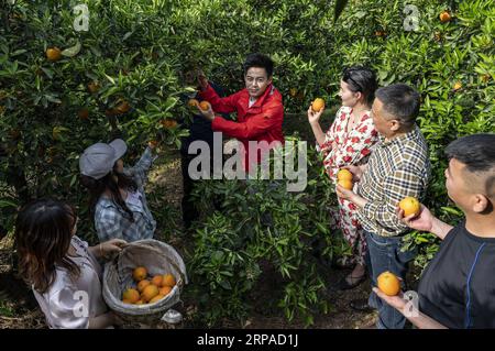 (190504) -- YICHANG, 4. Mai 2019 (Xinhua) -- Zheng Yunbo (C) erklärt, wie er Nabelorangen mit Touristen im Dorf Guojiaba der Gemeinde Guojiaba im Zigui County in der zentralchinesischen Provinz Hubei, 3. Mai 2019, aussucht. Zheng Yunbo, 32, begann seine Karriere als Obstbauer in seiner Heimatstadt Zigui County im Jahr 2012, als er seine Arbeit in einer größeren Stadt einige Jahre nach seinem Abschluss am Wuhan Conservatory of Music aufgab. Neben der Landwirtschaft nutzte er die Vorteile seiner Spezialität, indem er Musikvideos in sozialen Netzwerken hochlud, um die Früchte zu fördern, die er auf über 100 Millionen (etwa 6,67 Hektar) Mietfeldern anbaute. Die VI Stockfoto