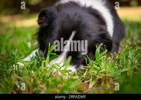 Border Collies Flamme. Der weiße Streifen, der auf der Stirn beginnt und durch den Nacken verläuft Stockfoto