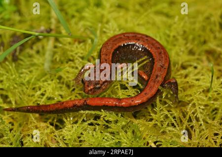 Nahaufnahme einer knallroten Form des westlichen Redback-Salamanders Plethodon Vehiculum Stockfoto