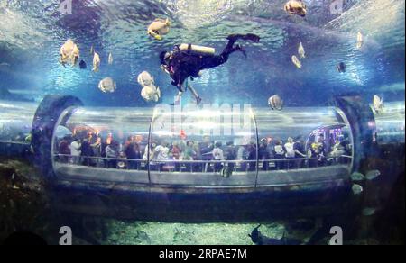 (190506) -- PEKING, 6. Mai 2019 (Xinhua) -- Touristen haben Spaß im Xin ao Aquarium in Qinhuangdao, nordchinesische Provinz Hebei, 2. Mai 2019. Touristen verzeichneten während des Maiurlaubs von Mittwoch bis Samstag 195 Millionen Inlandsreisen in China, was einem Anstieg von 13,7 Prozent im Jahresvergleich entspricht. Und die Tourismuseinnahmen stiegen in den letzten vier Tagen um 16,1 Prozent auf 117,7 Milliarden Yuan (etwa 17,5 Milliarden US-Dollar), laut Schätzungen des Ministeriums für Kultur und Tourismus. Große Online-Reiseplattformen haben auch Trends bei der Verbesserung des Tourismus beobachtet. Reisende aus 614 Städten buchten Touren über das Stockfoto