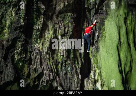 (190506) -- ZIYUN, 6. Mai 2019 (Xinhua) -- Foto aufgenommen am 19. April 2019 zeigt die Klippenspinnenfrau Luo Dengping, die eine steile Klippe am Getu River hoch kriecht. Luo Dengping aus der Miao-Ethnie, 38, konnte in 20 Minuten auf einer 80 Meter hohen Klippe ohne Hilfsmittel und ohne Schutz in der malerischen Gegend des Getu River ein freies hin- und herklettern. Fünf weitere Klippenspinnen wie Luo spielen zweimal bis fünf Mal am Tag ein kostenloses Solo für die Touristen. (Xinhua/Tao Liang) CHINA-GUIZHOU-ANSHUN-FREIES KLETTERN- Stockfoto