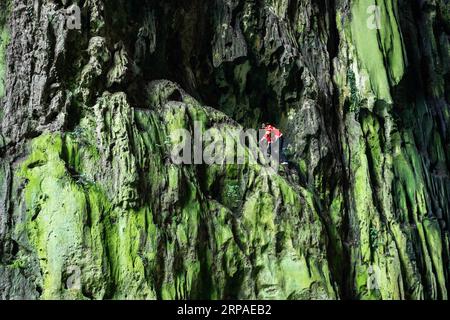 (190506) -- ZIYUN, 6. Mai 2019 (Xinhua) -- Foto aufgenommen am 19. April 2019 zeigt die Klippenspinnenfrau Luo Dengping, die eine steile Klippe am Getu River hoch kriecht. Luo Dengping aus der Miao-Ethnie, 38, konnte in 20 Minuten auf einer 80 Meter hohen Klippe ohne Hilfsmittel und ohne Schutz in der malerischen Gegend des Getu River ein freies hin- und herklettern. Fünf weitere Klippenspinnen wie Luo spielen zweimal bis fünf Mal am Tag ein kostenloses Solo für die Touristen. (Xinhua/Tao Liang) CHINA-GUIZHOU-ANSHUN-FREIES KLETTERN- Stockfoto