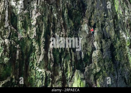 (190506) -- ZIYUN, 6. Mai 2019 (Xinhua) -- Foto aufgenommen am 19. April 2019 zeigt die Klippenspinnenfrau Luo Dengping, die eine steile Klippe am Getu River hoch kriecht. Luo Dengping aus der Miao-Ethnie, 38, konnte in 20 Minuten auf einer 80 Meter hohen Klippe ohne Hilfsmittel und ohne Schutz in der malerischen Gegend des Getu River ein freies hin- und herklettern. Fünf weitere Klippenspinnen wie Luo spielen zweimal bis fünf Mal am Tag ein kostenloses Solo für die Touristen. (Xinhua/Tao Liang) CHINA-GUIZHOU-ANSHUN-FREIES KLETTERN- Stockfoto