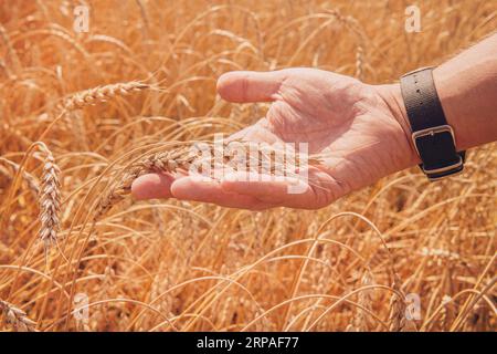 Farmer auf dem Feld berührt seine Weizenohren. Ein Mann prüft die Reife von Weizenohren. Stockfoto