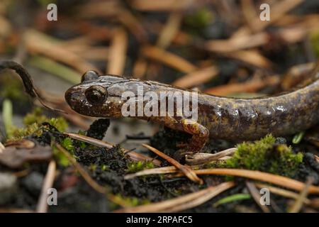 Natürliche Nahaufnahme auf einem Salamander im Norden von Oregon Dunn, Plethodon dunni, der auf Moos sitzt Stockfoto